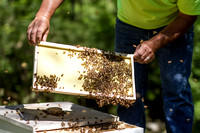 Honey Bee Catcher